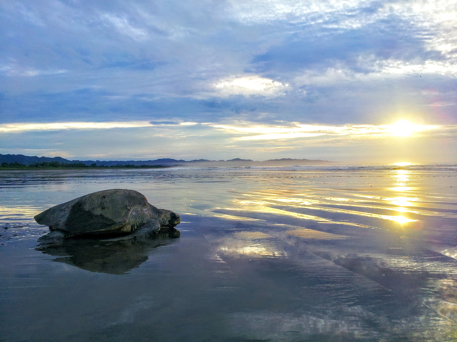 Turtle Nesting