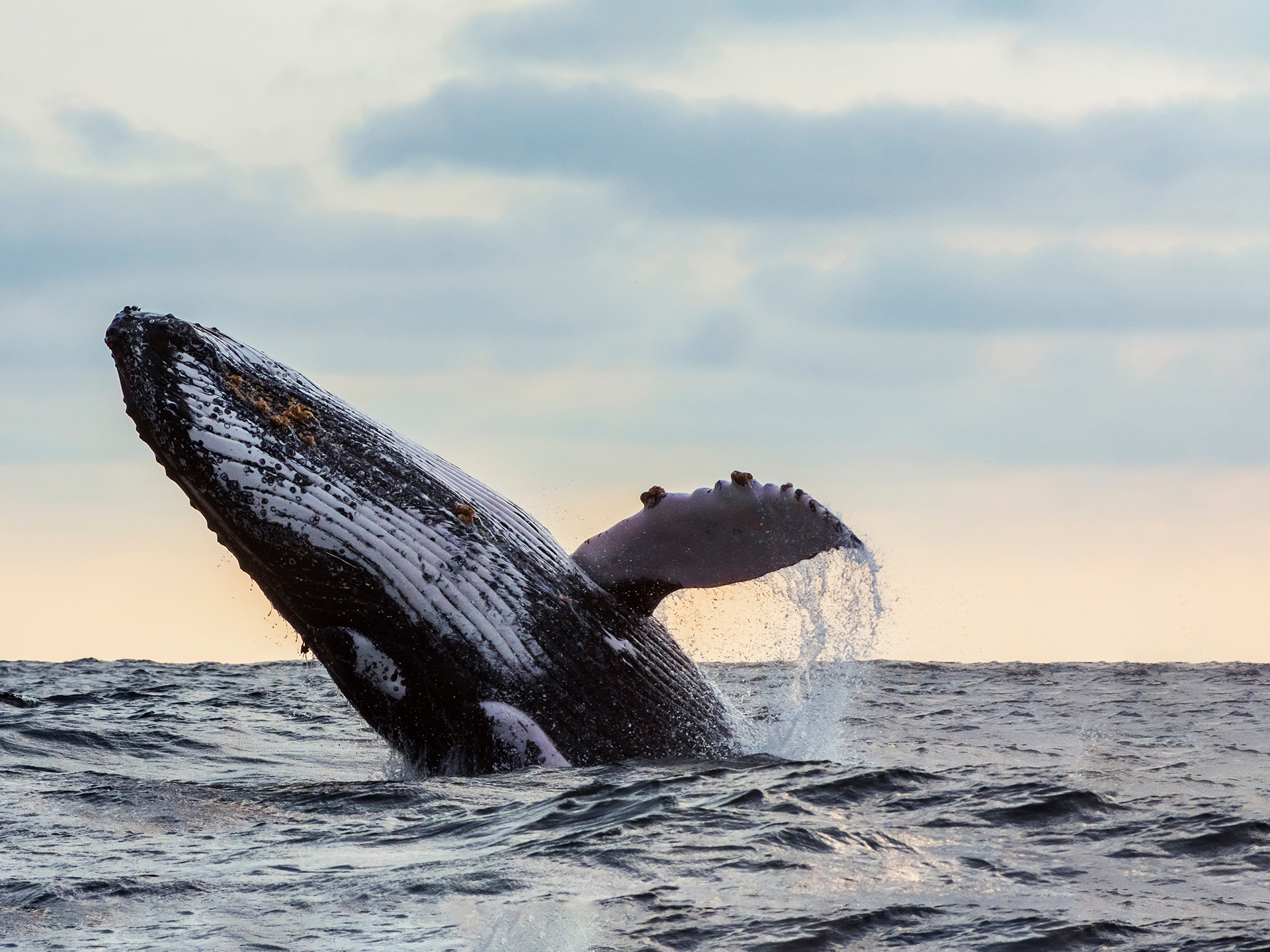 Whale Watching